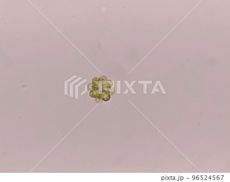 アオコに住み着いていたコエラストルム アオコに住み着いていたコエラストルム 96524567