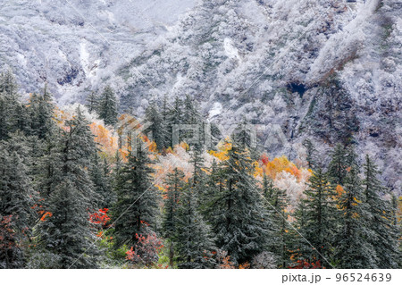 北海道上富良野町】雪と紅葉の写真素材 [96524639] - PIXTA