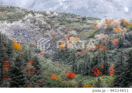 北海道上富良野町】雪と紅葉の写真素材 [96524651] - PIXTA