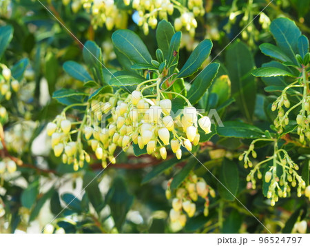 満開のイチゴノキの白い花 96524797