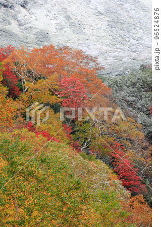 北海道上富良野町】雪と紅葉の写真素材 [96524876] - PIXTA