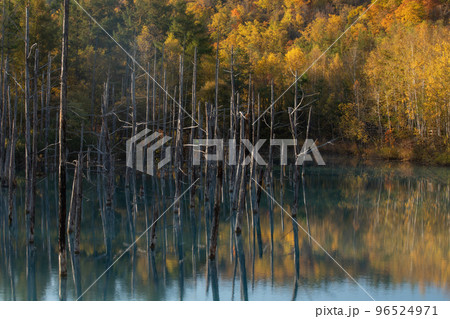 【北海道美瑛町】黄葉の青い池 96524971