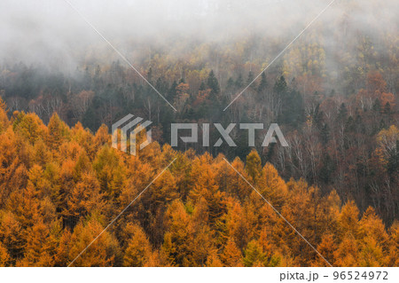 【北海道美瑛町】森の黄葉 96524972