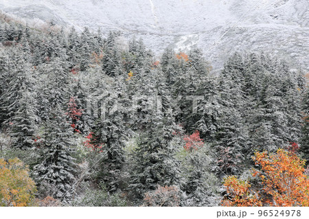 北海道上富良野町】雪と紅葉の写真素材 [96524978] - PIXTA