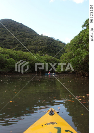 奄美大島のマングローブ原生林 96525104