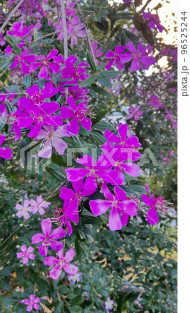リトルエンジェルの花 96525244