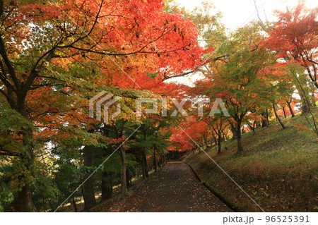 紅葉の道 紅葉の道 96525391