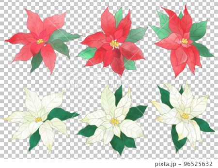 Red and white poinsettia Red and white poinsettia 96525632