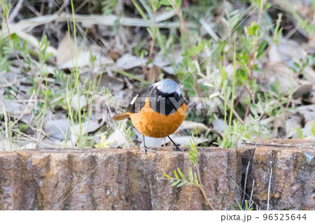 【ジョウビタキ】公園に遊びに来た小鳥 【ジョウビタキ】公園に遊びに来た小鳥 96525644