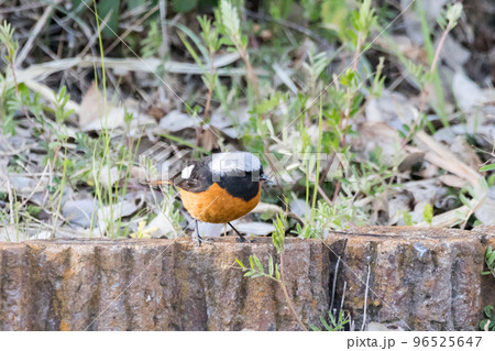 【ジョウビタキ】公園に遊びに来た小鳥 【ジョウビタキ】公園に遊びに来た小鳥 96525647