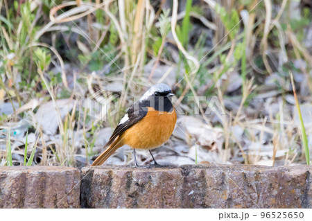 【ジョウビタキ】公園に遊びに来た小鳥 96525650