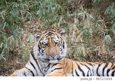 アムールトラ 96525899