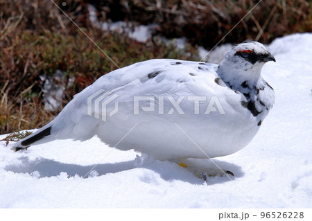 [定額] 残雪期の立山室堂の冬毛のライチョウ ( 2022年04月 ) 96526228