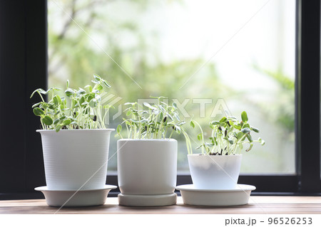 Sunflower sprouts growing in pots in front window indoor garden Sunflower sprouts growing in pots in front window indoor garden 96526253