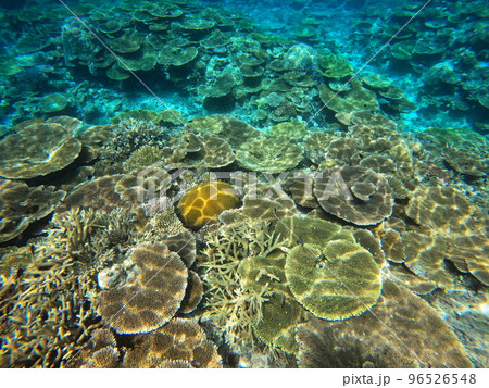 サンゴの海 サンゴの海 96526548