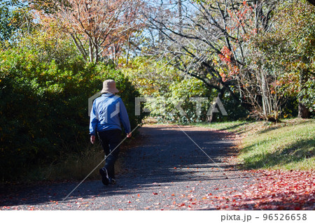 秋の公園の道で散歩しているシニア女性の後ろ姿と紅葉の落ち葉の風景 96526658