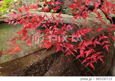 紅葉した南天の葉と実 96526713