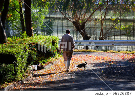 秋の公園で犬を連れて散歩している動物保護センターの職員の姿 96526807