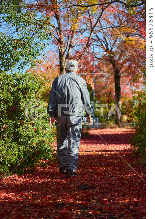 秋の公園の道で散歩しているシニア男性の後ろ姿と紅葉の風景 96526815