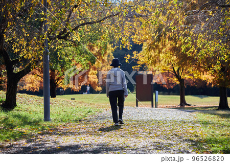 秋の公園で散歩しているシニア女性の後ろ姿 96526820