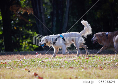 秋の公園で遊んでいる大型犬の姿 96526824