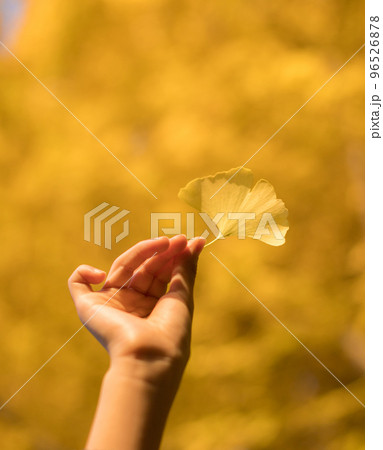 黄色いイチョウの葉を持っている子供の指の姿 96526878