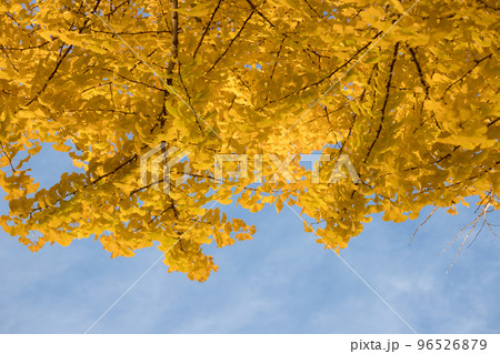 秋の青空と黄色いイチョウの木の風景 96526879