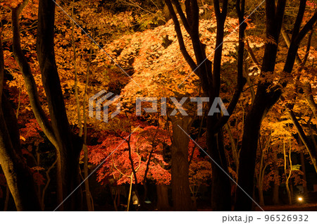 紅葉と木々のコントラスト 96526932