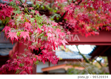 紅く色づく紅葉 96526934