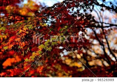 高尾山初秋の紅葉の風景 高尾山初秋の紅葉の風景 96526989