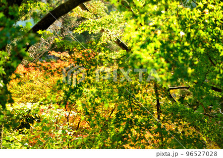 高尾山初秋の紅葉の風景 高尾山初秋の紅葉の風景 96527028