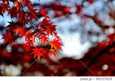 高尾山初秋の紅葉の風景 96527029