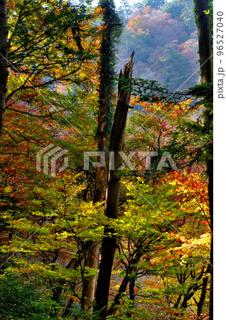 高尾山初秋の紅葉の風景 高尾山初秋の紅葉の風景 96527040