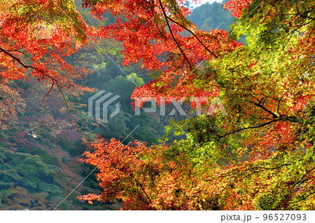 高尾山初秋の紅葉の風景 96527093