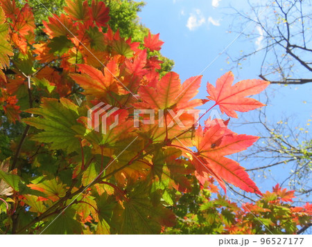 紅くなり始めたハウチワカエデの葉 紅くなり始めたハウチワカエデの葉 96527177