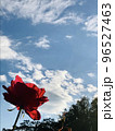 薔薇と青空 96527463