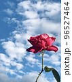薔薇と青空 96527464