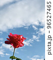 薔薇と青空 96527465
