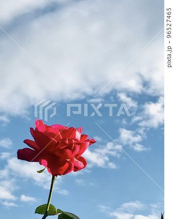 薔薇と青空 薔薇と青空 96527465