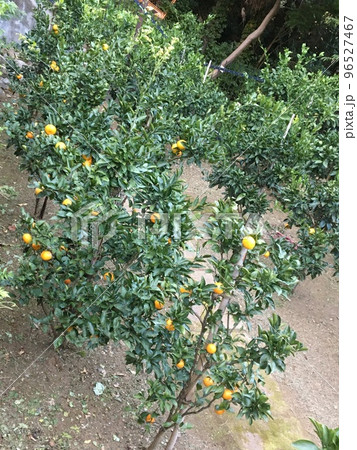 秋の等々力渓谷の午後の日差しに輝く橙色の蜜柑の実 秋の等々力渓谷の午後の日差しに輝く橙色の蜜柑の実 96527467
