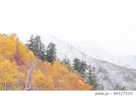 北海道上富良野町】雪と紅葉の写真素材 [96527520] - PIXTA