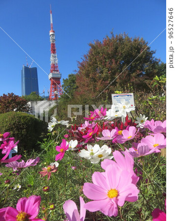 コスモスの花越しに見える東京タワー コスモスの花越しに見える東京タワー 96527646