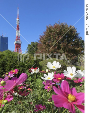 コスモスの花越しに見える東京タワー 96527649