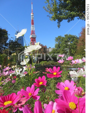 コスモスの花越しに見える東京タワー 96527651