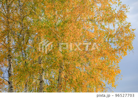 【北海道美瑛町】丘と黄葉の木 96527703