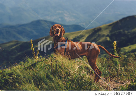 Hungarian Vizsla Dog Standing On Mountain Hungarian Vizsla Dog Standing On Mountain 96527987