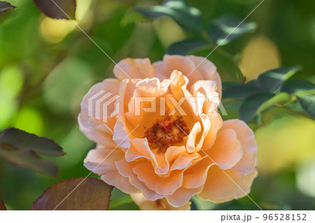 秋の薔薇　ジャストジョーイ 96528152