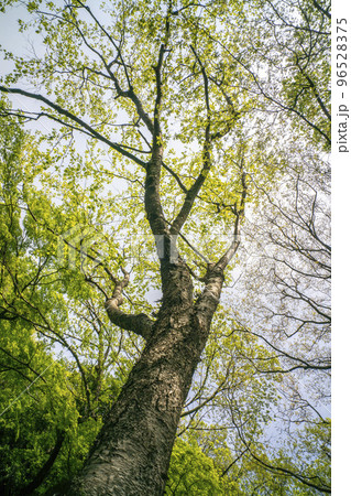 松明にも使われる燃えやすいウダイカンバ 松明にも使われる燃えやすいウダイカンバ 96528375