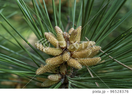 ヤングコーンのようなクロマツの雄花 96528376