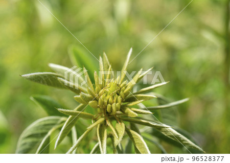 花が想像しにくいニシキハギの花芽 花が想像しにくいニシキハギの花芽 96528377